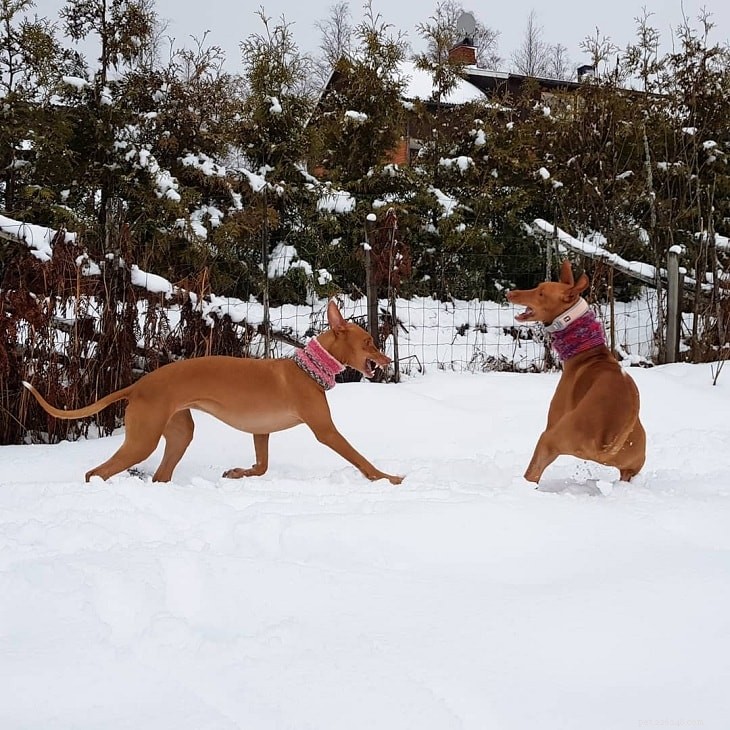 Understanding the Pharaoh Hound: Temperament, Traits, and Care