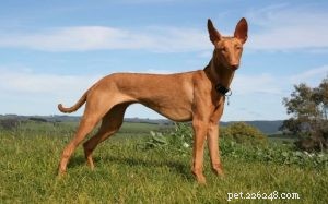 Understanding the Pharaoh Hound: Temperament, Traits, and Care