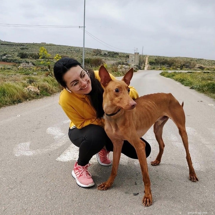 Understanding the Pharaoh Hound: Temperament, Traits, and Care