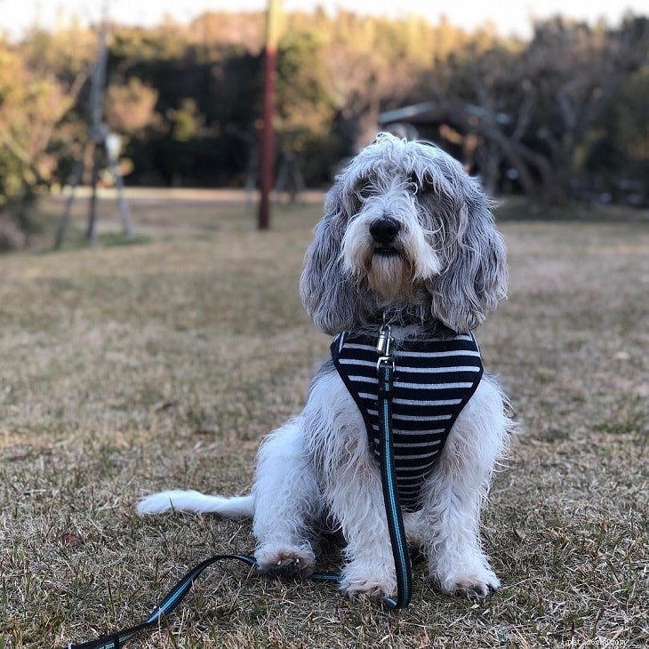 Understanding Petit Basset Griffon Vendéen: Behavior, Traits & Family Companion Guide