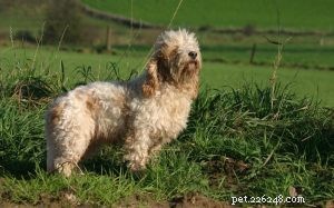 Understanding Petit Basset Griffon Vendéen: Behavior, Traits & Family Companion Guide