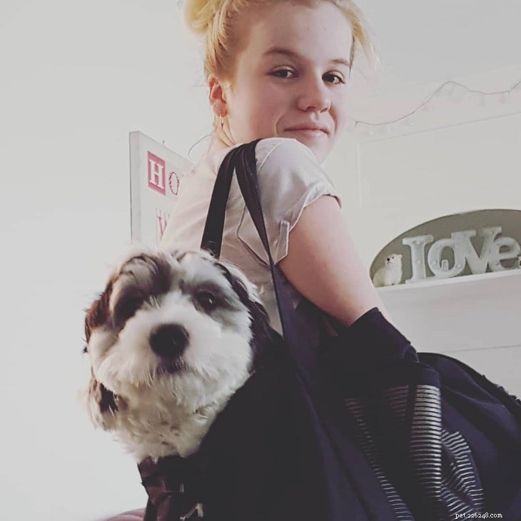 Understanding Petit Basset Griffon Vendéen: Behavior, Traits & Family Companion Guide
