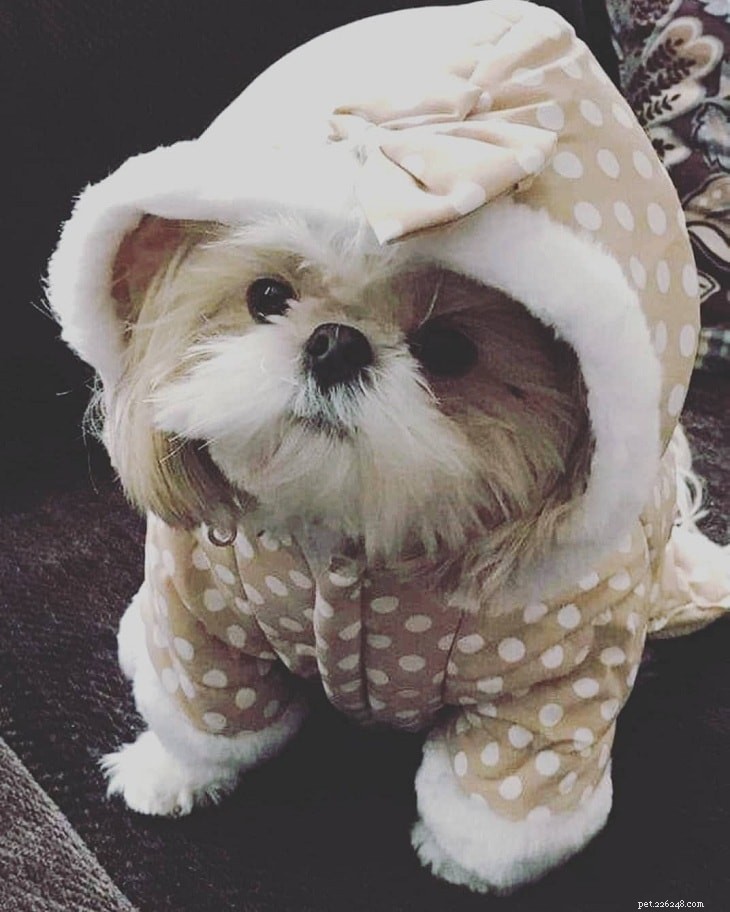 Löwchen (Little Lion Dog) Temperament & Personality: A Friendly, Lively Companion