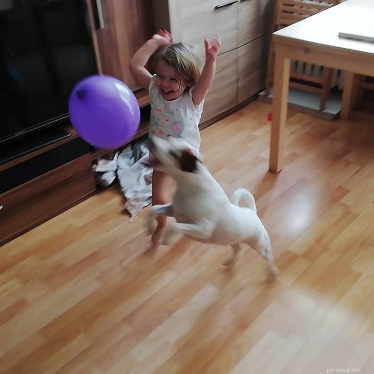 Understanding Parson Russell Terrier Behavior: Traits, Temperament, and Care