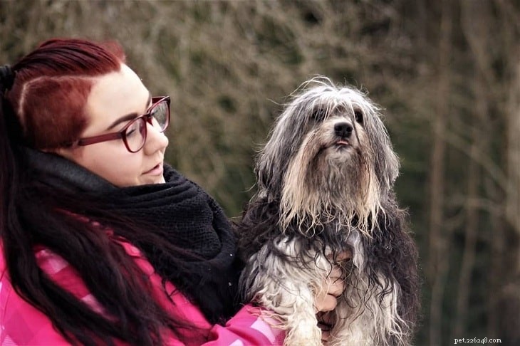 Löwchen (Little Lion Dog) Temperament & Personality: A Friendly, Lively Companion