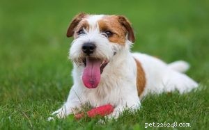 Understanding Parson Russell Terrier Behavior: Traits, Temperament, and Care