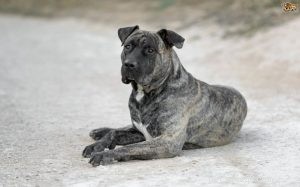 Perro de Presa Canario: Rare Canarian Breed with Calm, Loyal Temperament