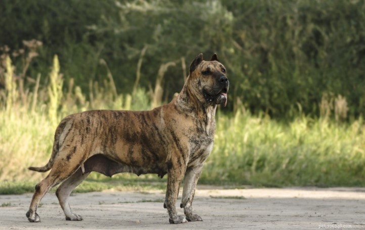 Perro de Presa Canario: Rare Canarian Breed with Calm, Loyal Temperament