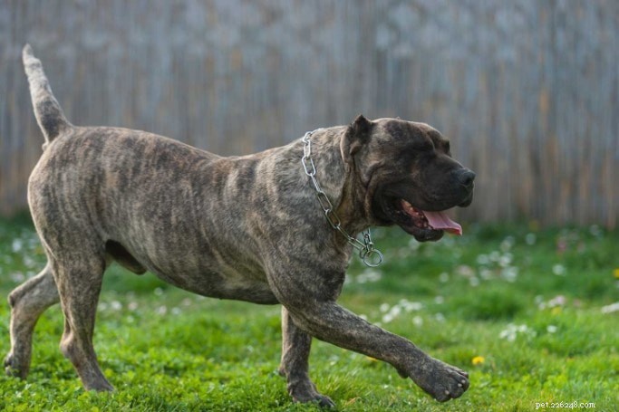 Perro de Presa Canario: Rare Canarian Breed with Calm, Loyal Temperament