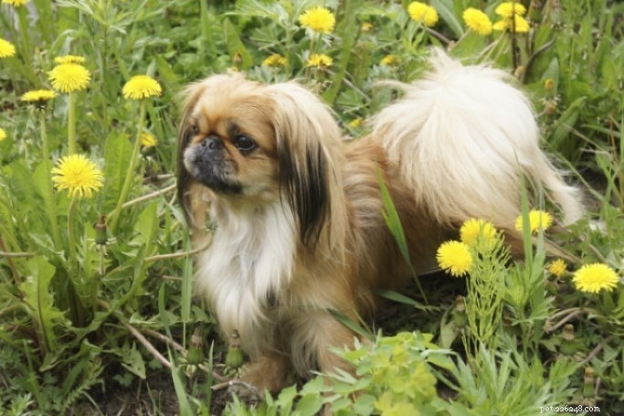 Pekingese Temperament & Personality: What to Expect
