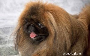 Pekingese Temperament & Personality: What to Expect