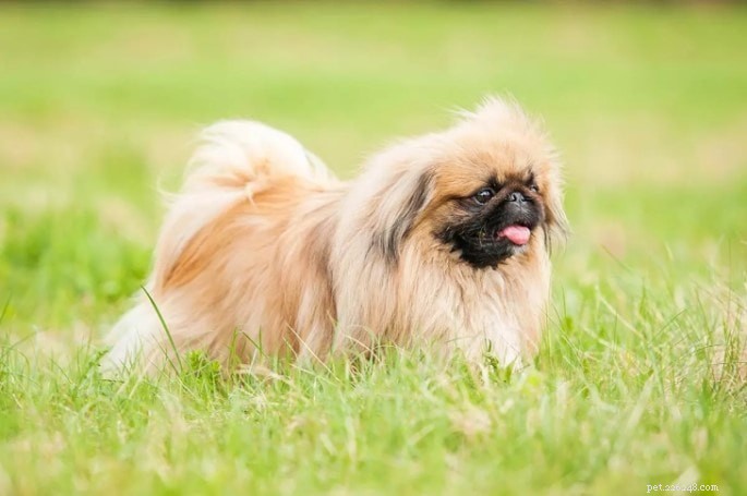 Pekingese Temperament & Personality: What to Expect
