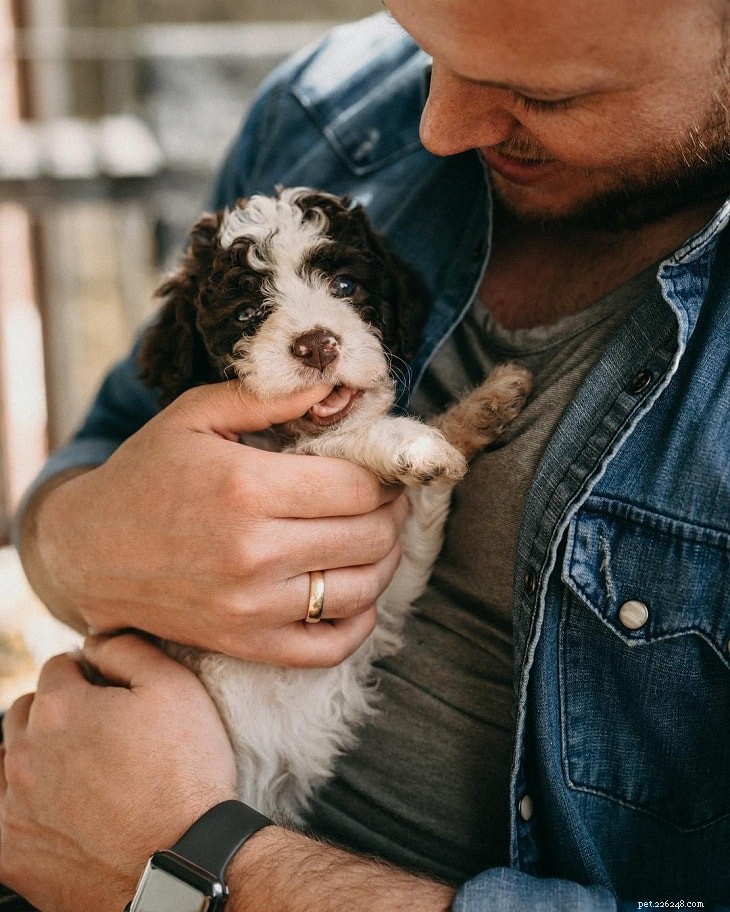 Lagotto Romagnolo Personality & Temperament Guide