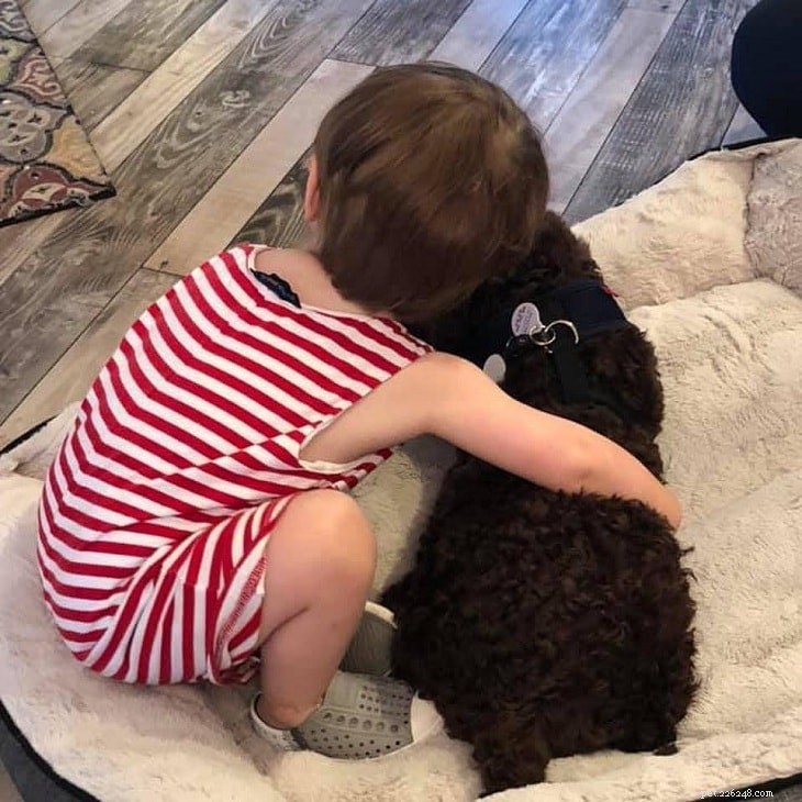 Lagotto Romagnolo Personality & Temperament Guide