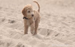 Lagotto Romagnolo Personality & Temperament Guide