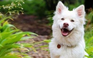 Kintamani Dog: Indonesia’s Premier Indigenous Breed