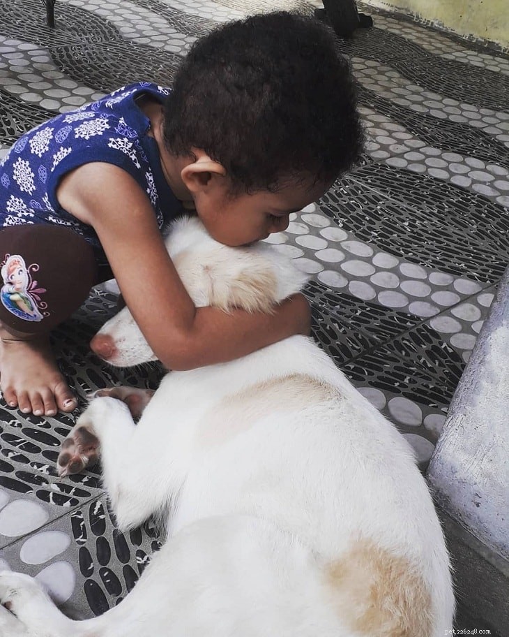 Kintamani Dog: Indonesia’s Premier Indigenous Breed