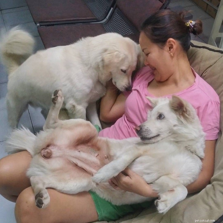 Kintamani Dog: Indonesia’s Premier Indigenous Breed