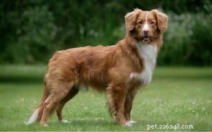 Nova Scotia Duck Tolling Retriever: Loyal, Energetic Companion & Top Dog Sports Performer