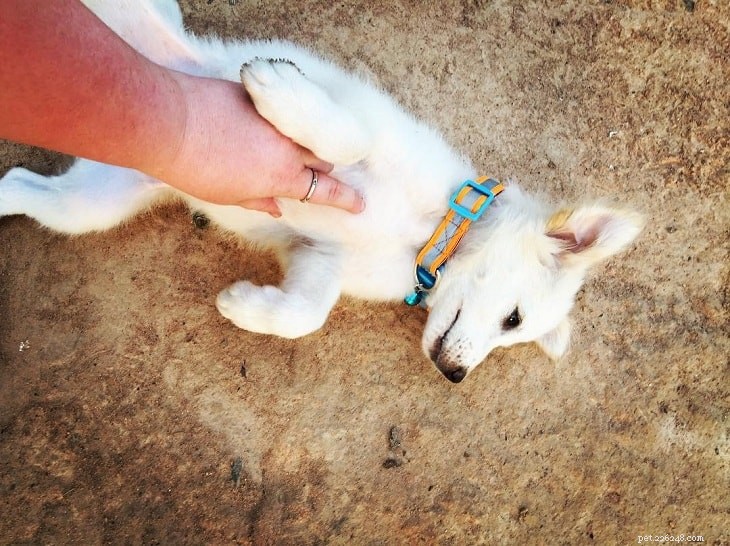 Kintamani Dog: Indonesia’s Premier Indigenous Breed