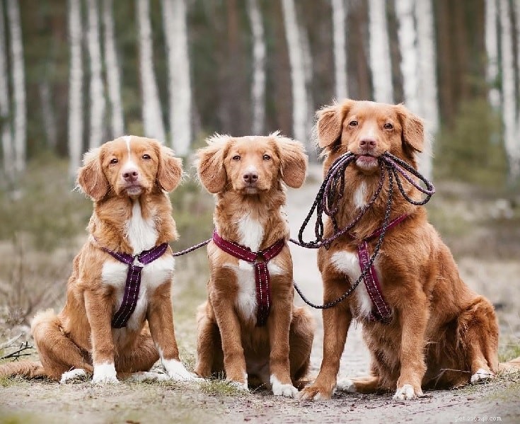 Nova Scotia Duck Tolling Retriever: Loyal, Energetic Companion & Top Dog Sports Performer