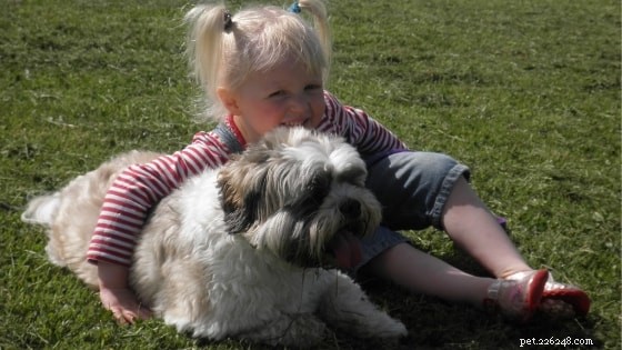 Lhasa Apso Behavior: Traits, Training, and Care Guide
