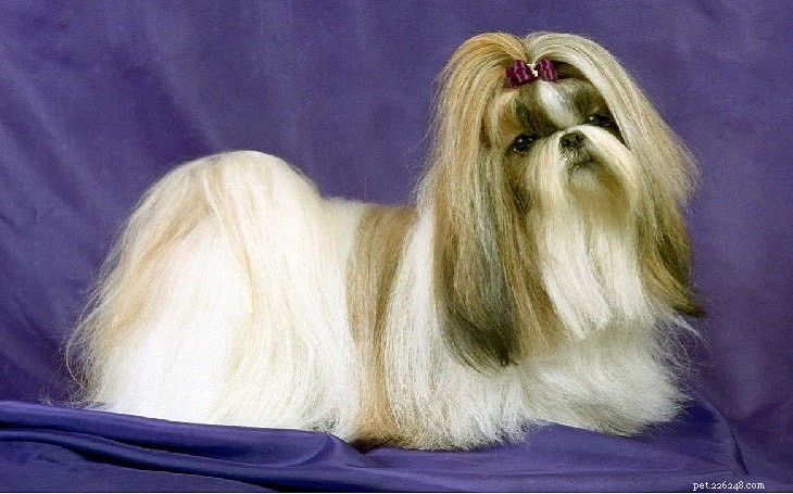 Lhasa Apso Behavior: Traits, Training, and Care Guide