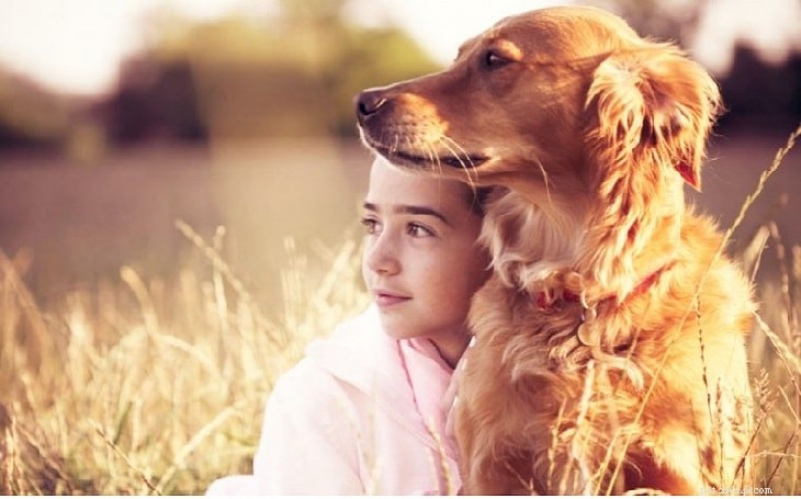 Nova Scotia Duck Tolling Retriever: Loyal, Energetic Companion & Top Dog Sports Performer