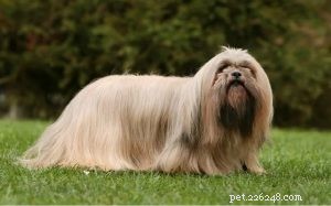 Lhasa Apso Behavior: Traits, Training, and Care Guide