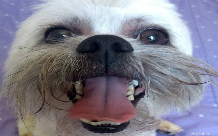 Lhasa Apso Behavior: Traits, Training, and Care Guide