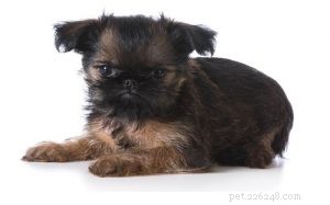 Brussels Griffons: Smart, Sensitive, and Alert Family Companions