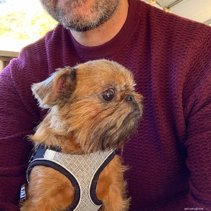 Brussels Griffons: Smart, Sensitive, and Alert Family Companions