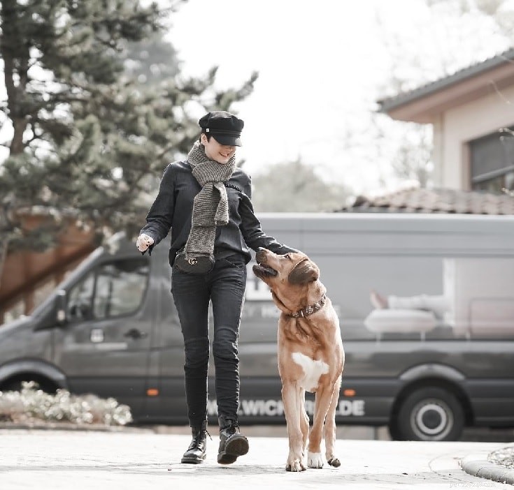 Broholmer Behavior: Traits, Care, and Training for Loyal Danish Guard Dogs