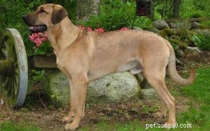 Broholmer Behavior: Traits, Care, and Training for Loyal Danish Guard Dogs