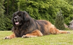 Leonberger Behavior: Calm, Gentle & Protective Family Companion