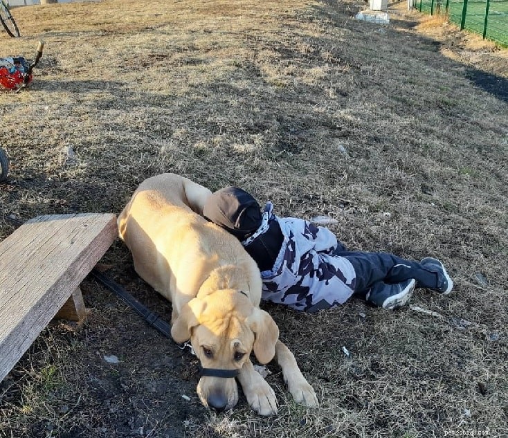 Broholmer Behavior: Traits, Care, and Training for Loyal Danish Guard Dogs