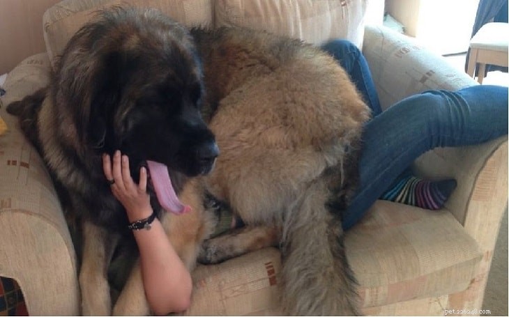 Leonberger Behavior: Calm, Gentle & Protective Family Companion