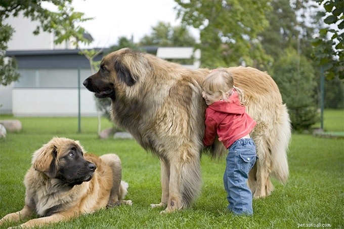 Leonberger Behavior: Calm, Gentle & Protective Family Companion
