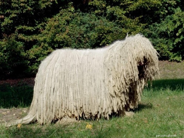 Understanding Komondor Behavior: Temperament, Care, and Protection Instincts