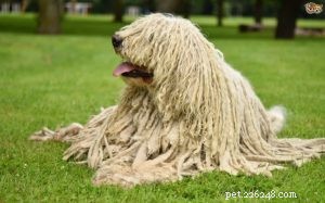 Understanding Komondor Behavior: Temperament, Care, and Protection Instincts