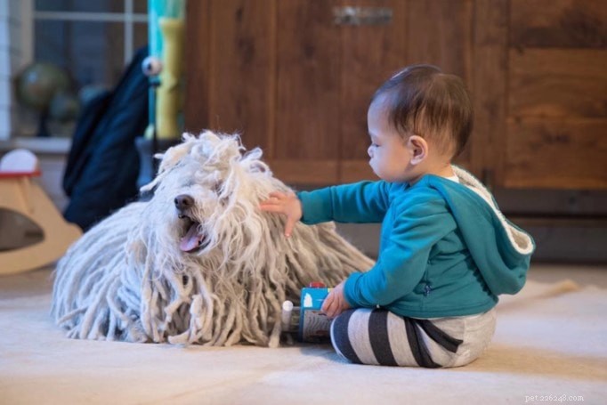 Understanding Komondor Behavior: Temperament, Care, and Protection Instincts