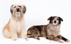 Pyrenean Shepherd: Behavior, Temperament, and Training Guide