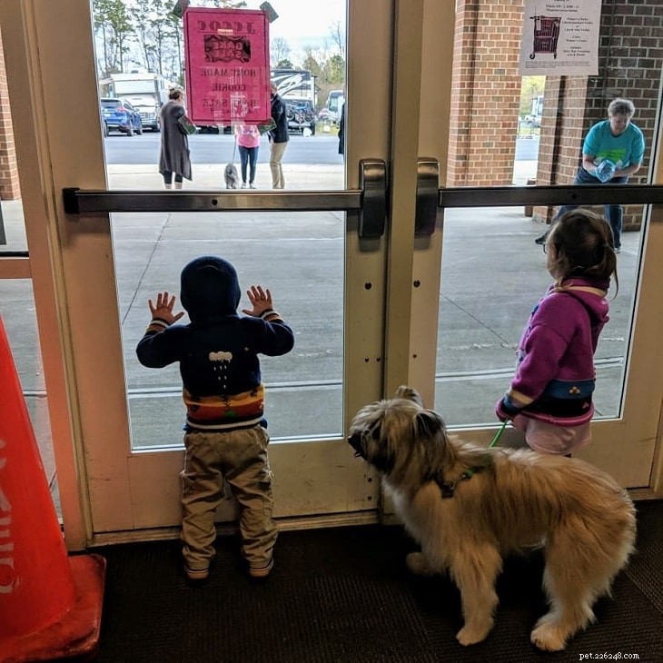 Pyrenean Shepherd: Behavior, Temperament, and Training Guide
