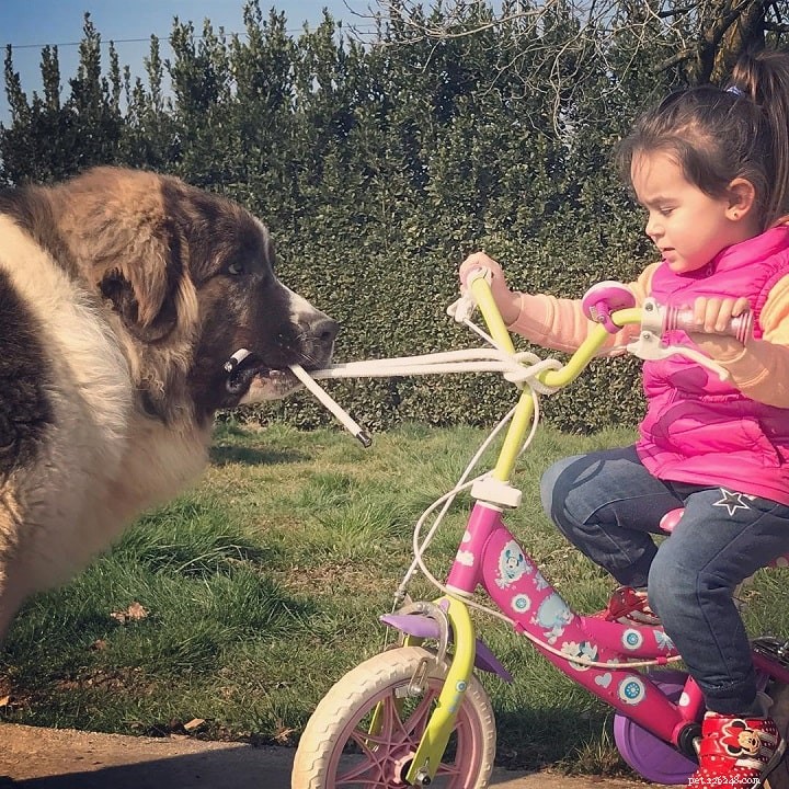 Pyrenean Mastiff: Powerful Mountain Guard Dog