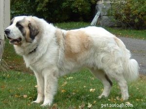 Pyrenean Mastiff: Powerful Mountain Guard Dog
