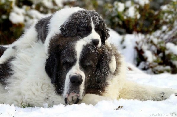 Pyrenean Mastiff: Powerful Mountain Guard Dog