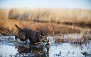 Understanding Pudelpointer Behavior: Traits, Care, and Family Compatibility