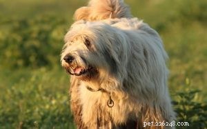 Romanian Mioritic Shepherd: A Powerful Herding Dog for Dedicated Owners