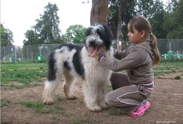 Romanian Mioritic Shepherd: A Powerful Herding Dog for Dedicated Owners