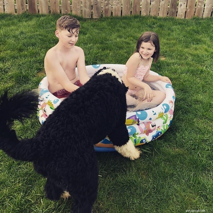 Portuguese Water Dog: Water‑Herding Traits, Curly Coat, and Family‑Friendly Lifestyle
